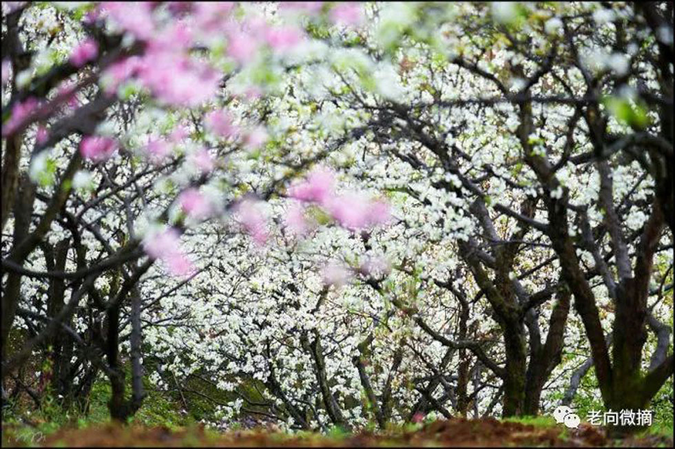 【春天，广西桂林灌阳县向您发出邀请！】我们在灌阳看梨花 - 游山玩水 - 金昌生活社区 - 金昌28生活网 jinchang.28life.com