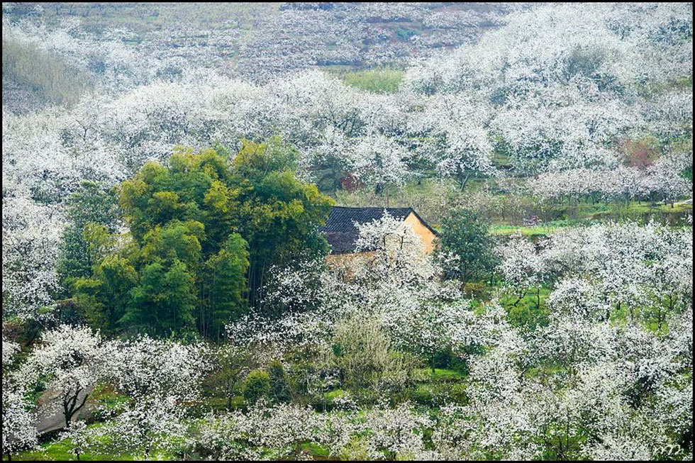 【春天，广西桂林灌阳县向您发出邀请！】我们在灌阳看梨花 - 游山玩水 - 金昌生活社区 - 金昌28生活网 jinchang.28life.com