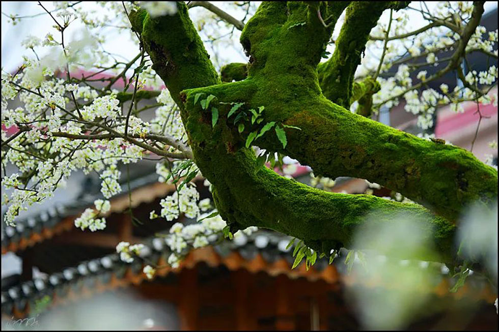 【春天，广西桂林灌阳县向您发出邀请！】我们在灌阳看梨花 - 游山玩水 - 金昌生活社区 - 金昌28生活网 jinchang.28life.com