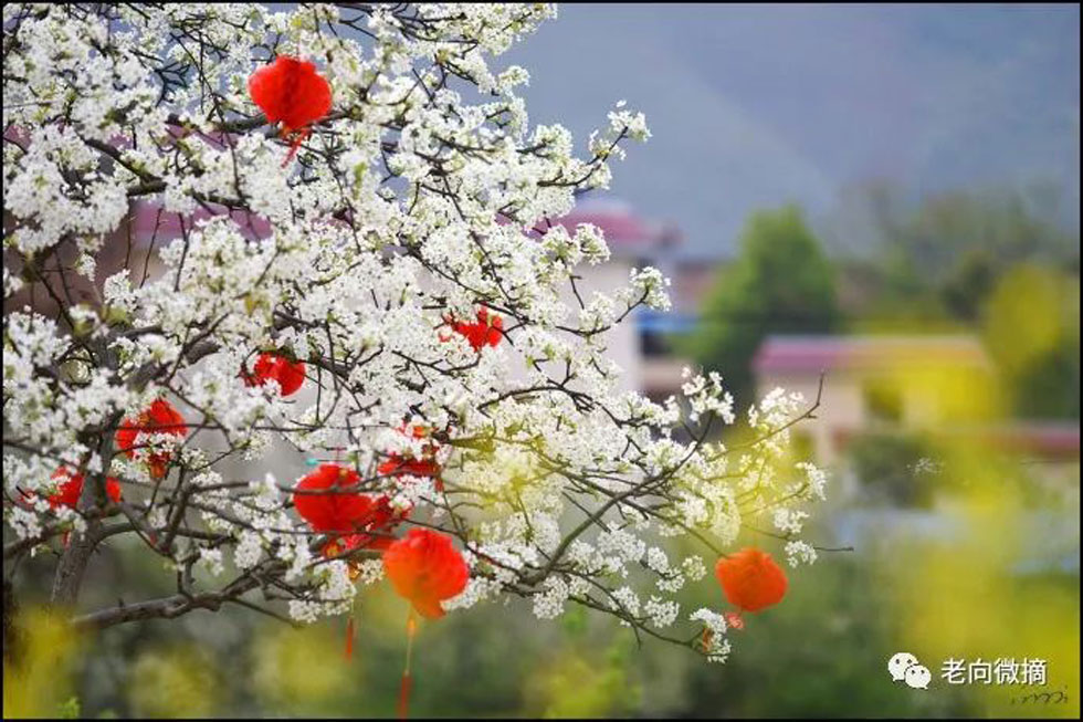 【春天，广西桂林灌阳县向您发出邀请！】我们在灌阳看梨花 - 游山玩水 - 金昌生活社区 - 金昌28生活网 jinchang.28life.com