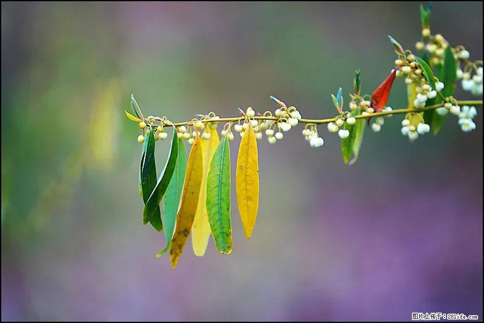 【春天，广西桂林灌阳县向您发出邀请！】米珠山前有片山苍子花在飘香 - 游山玩水 - 金昌生活社区 - 金昌28生活网 jinchang.28life.com