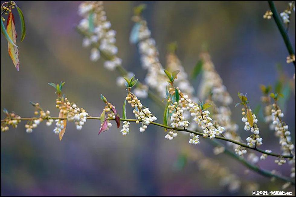 【春天，广西桂林灌阳县向您发出邀请！】米珠山前有片山苍子花在飘香 - 游山玩水 - 金昌生活社区 - 金昌28生活网 jinchang.28life.com
