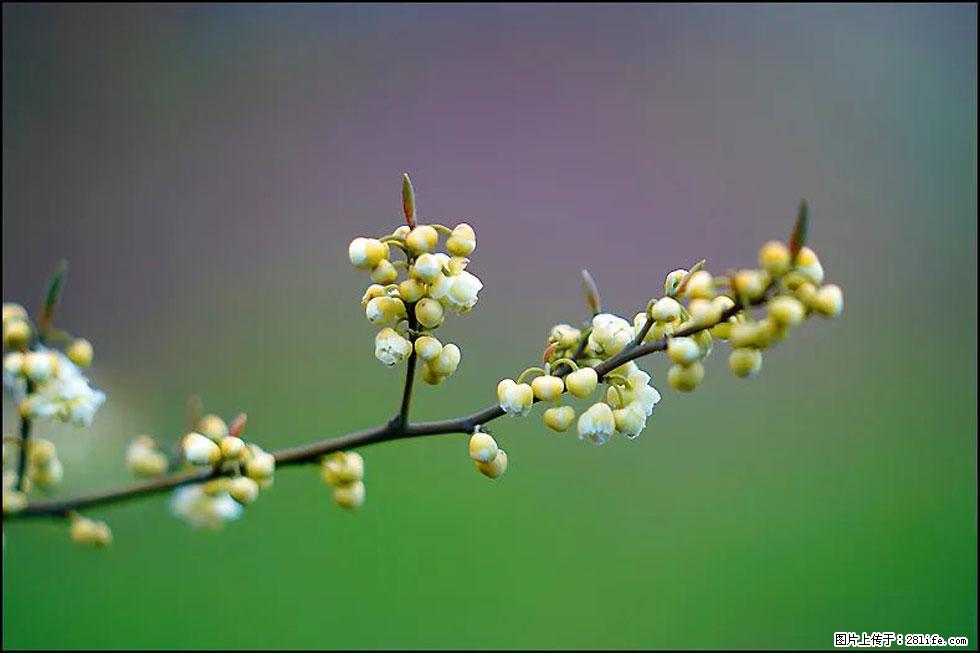 【春天，广西桂林灌阳县向您发出邀请！】米珠山前有片山苍子花在飘香 - 游山玩水 - 金昌生活社区 - 金昌28生活网 jinchang.28life.com