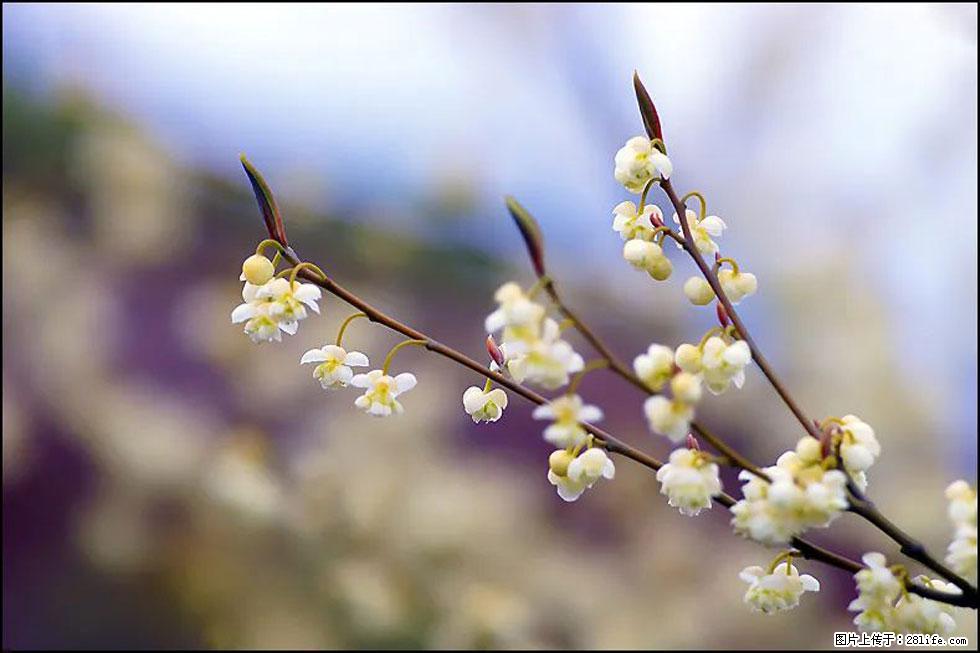 【春天，广西桂林灌阳县向您发出邀请！】米珠山前有片山苍子花在飘香 - 游山玩水 - 金昌生活社区 - 金昌28生活网 jinchang.28life.com
