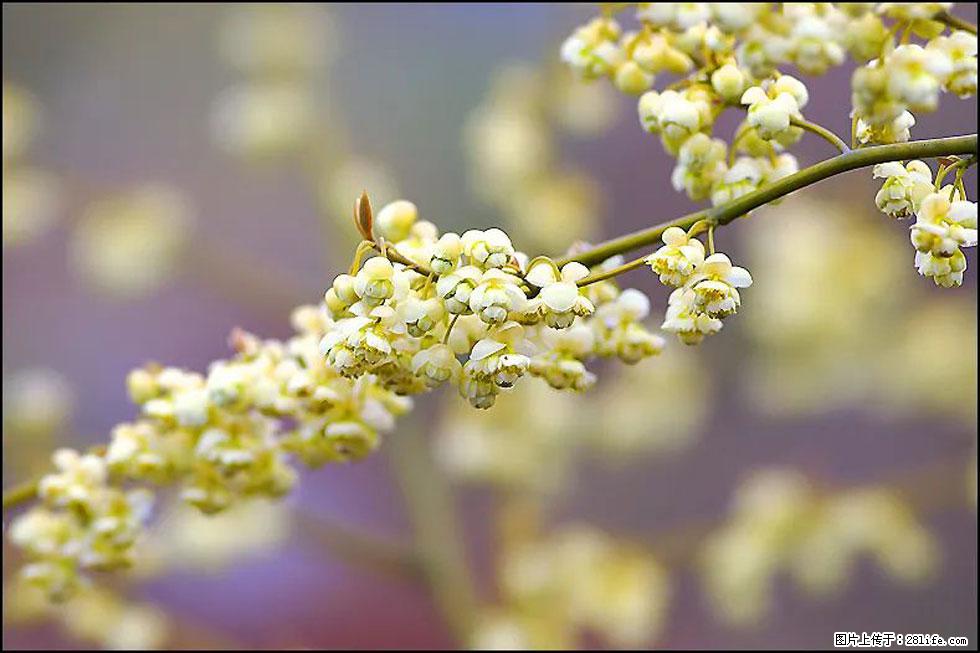 【春天，广西桂林灌阳县向您发出邀请！】米珠山前有片山苍子花在飘香 - 游山玩水 - 金昌生活社区 - 金昌28生活网 jinchang.28life.com