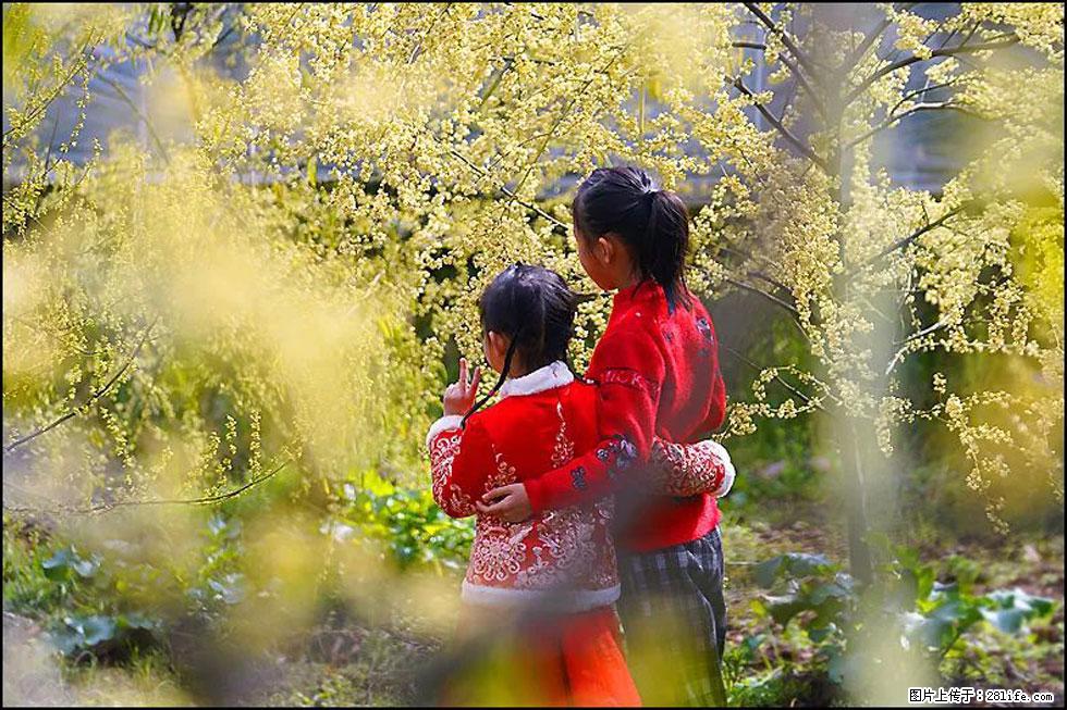 【春天，广西桂林灌阳县向您发出邀请！】米珠山前有片山苍子花在飘香 - 游山玩水 - 金昌生活社区 - 金昌28生活网 jinchang.28life.com