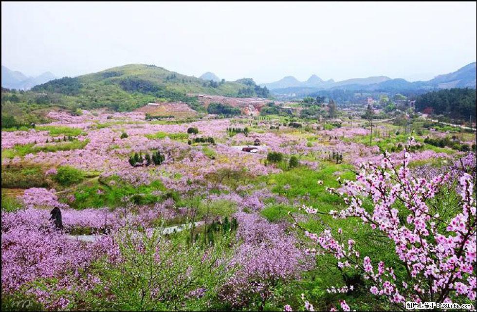 【春天,广西桂林灌阳县向您发出邀请!】官庄村有个醉美的桃花园 - 游山玩水 - 金昌生活社区 - 金昌28生活网 jinchang.28life.com