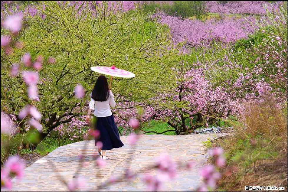 【春天,广西桂林灌阳县向您发出邀请!】官庄村有个醉美的桃花园 - 游山玩水 - 金昌生活社区 - 金昌28生活网 jinchang.28life.com