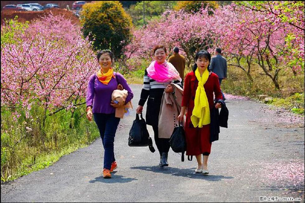 【春天,广西桂林灌阳县向您发出邀请!】官庄村有个醉美的桃花园 - 游山玩水 - 金昌生活社区 - 金昌28生活网 jinchang.28life.com