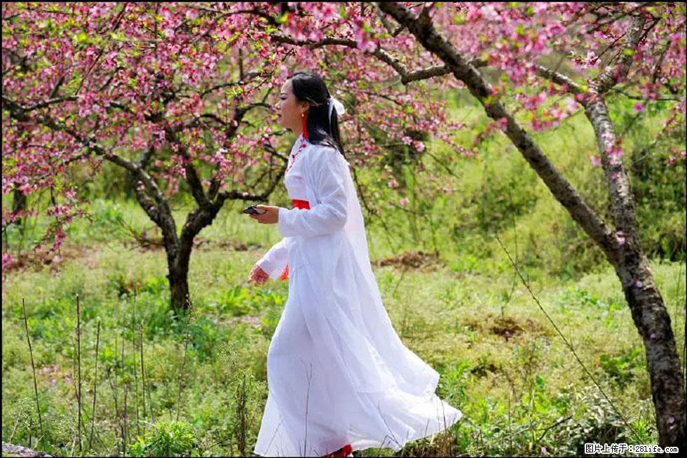 【春天,广西桂林灌阳县向您发出邀请!】官庄村有个醉美的桃花园 - 游山玩水 - 金昌生活社区 - 金昌28生活网 jinchang.28life.com