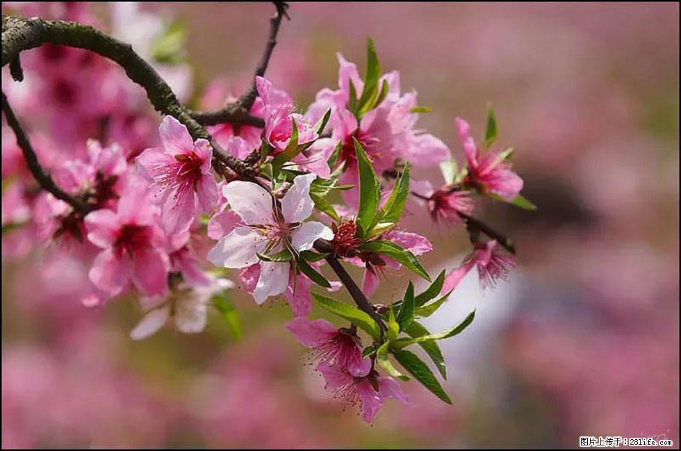 【春天,广西桂林灌阳县向您发出邀请!】官庄村有个醉美的桃花园 - 游山玩水 - 金昌生活社区 - 金昌28生活网 jinchang.28life.com