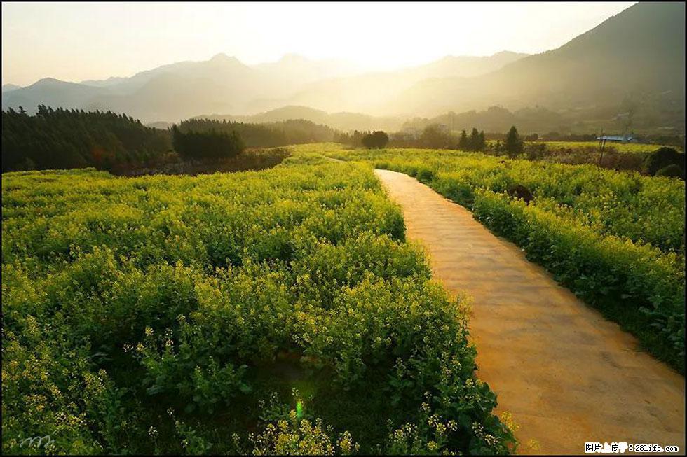 【春天，广西桂林灌阳县向您发出邀请！】长坪村油菜盛情花开 - 游山玩水 - 金昌生活社区 - 金昌28生活网 jinchang.28life.com