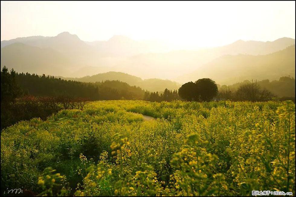 【春天，广西桂林灌阳县向您发出邀请！】长坪村油菜盛情花开 - 游山玩水 - 金昌生活社区 - 金昌28生活网 jinchang.28life.com