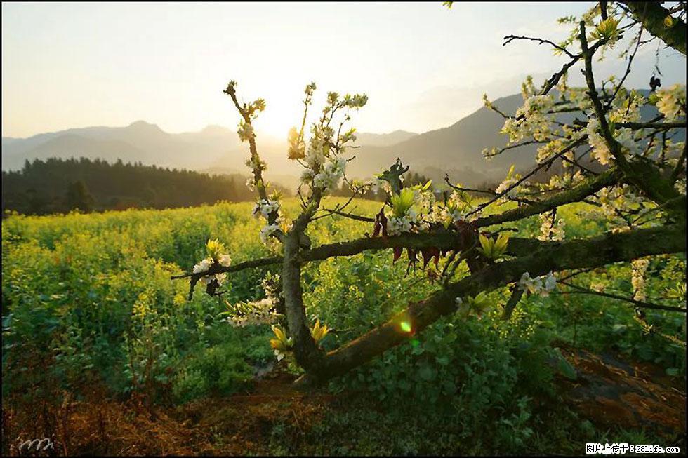 【春天，广西桂林灌阳县向您发出邀请！】长坪村油菜盛情花开 - 游山玩水 - 金昌生活社区 - 金昌28生活网 jinchang.28life.com