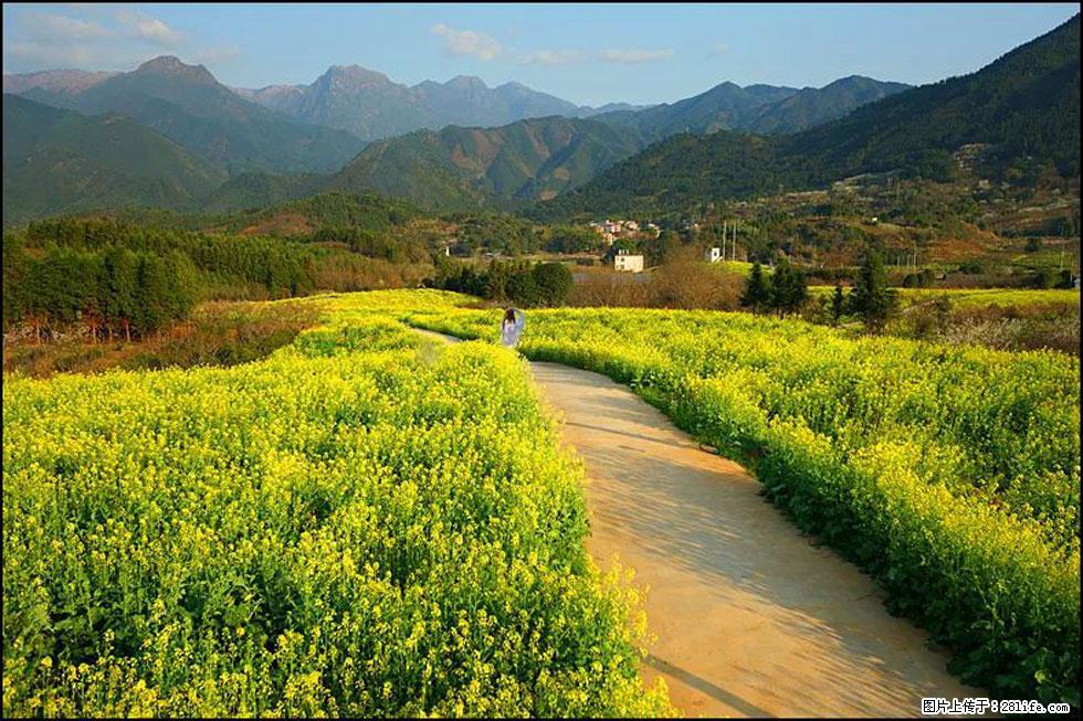 【春天，广西桂林灌阳县向您发出邀请！】长坪村油菜盛情花开 - 游山玩水 - 金昌生活社区 - 金昌28生活网 jinchang.28life.com