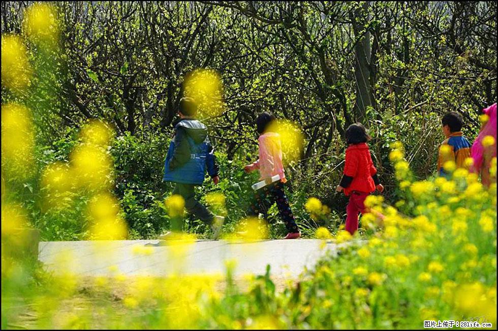 【春天，广西桂林灌阳县向您发出邀请！】长坪村油菜盛情花开 - 游山玩水 - 金昌生活社区 - 金昌28生活网 jinchang.28life.com