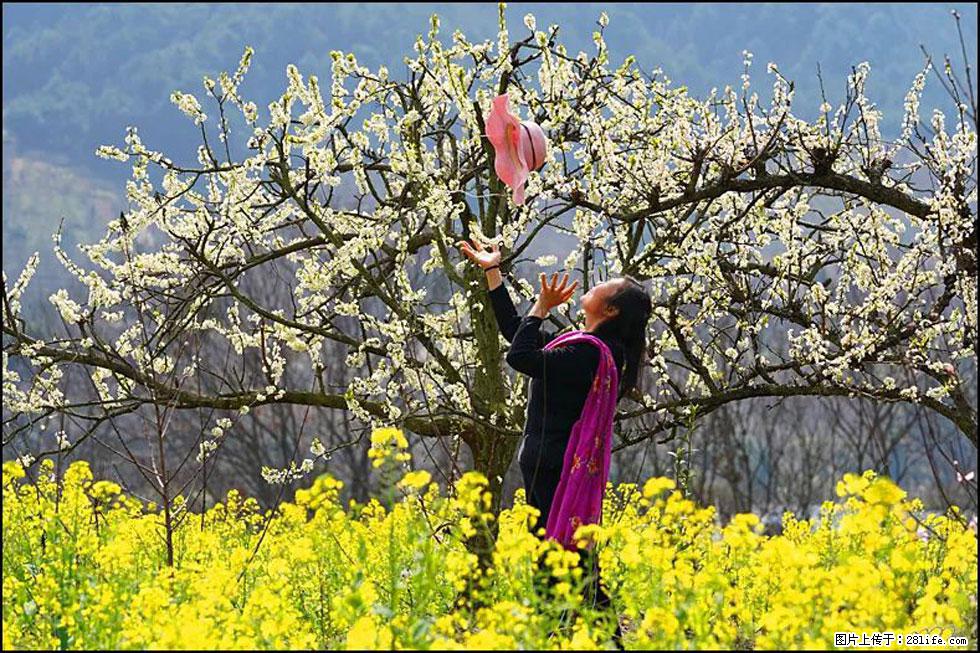 【春天，广西桂林灌阳县向您发出邀请！】长坪村油菜盛情花开 - 游山玩水 - 金昌生活社区 - 金昌28生活网 jinchang.28life.com