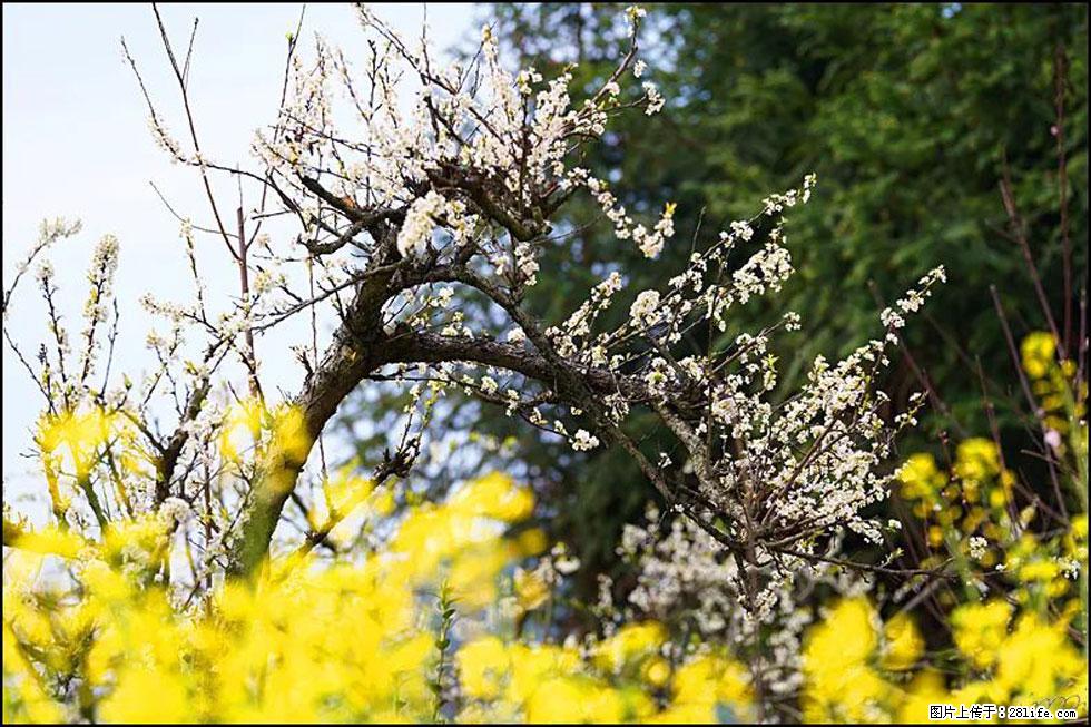 【春天，广西桂林灌阳县向您发出邀请！】长坪村油菜盛情花开 - 游山玩水 - 金昌生活社区 - 金昌28生活网 jinchang.28life.com