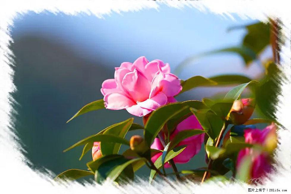 【春天，广西桂林灌阳县向您发出邀请！】杨柳井茶花惹人爱 - 游山玩水 - 金昌生活社区 - 金昌28生活网 jinchang.28life.com