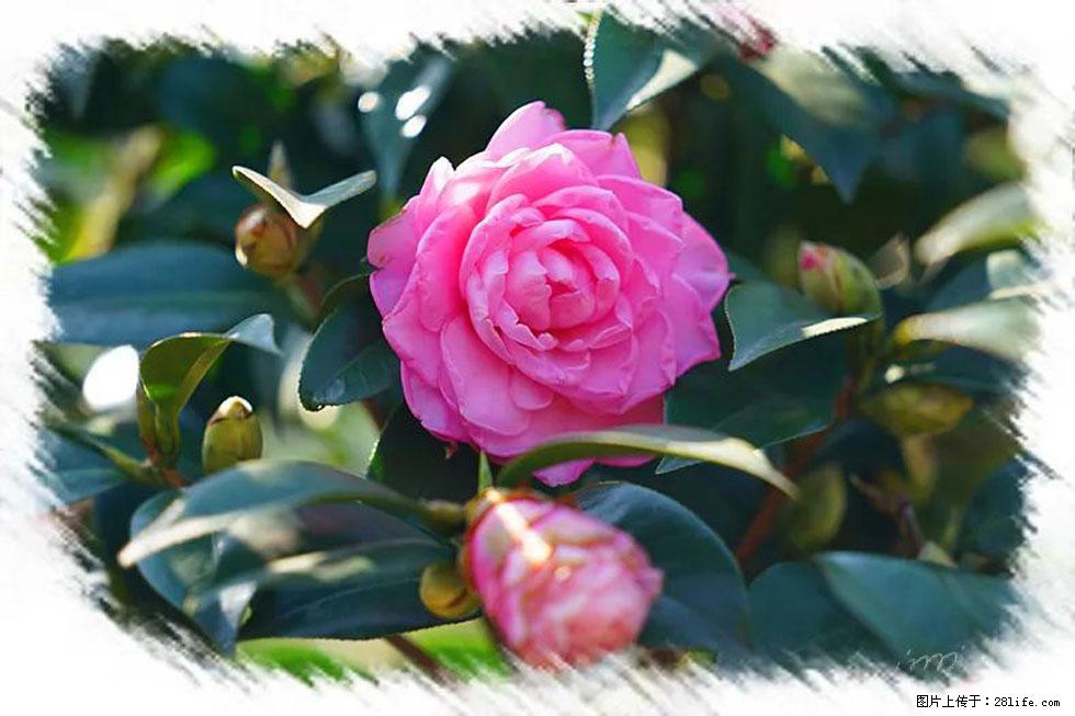 【春天，广西桂林灌阳县向您发出邀请！】杨柳井茶花惹人爱 - 游山玩水 - 金昌生活社区 - 金昌28生活网 jinchang.28life.com