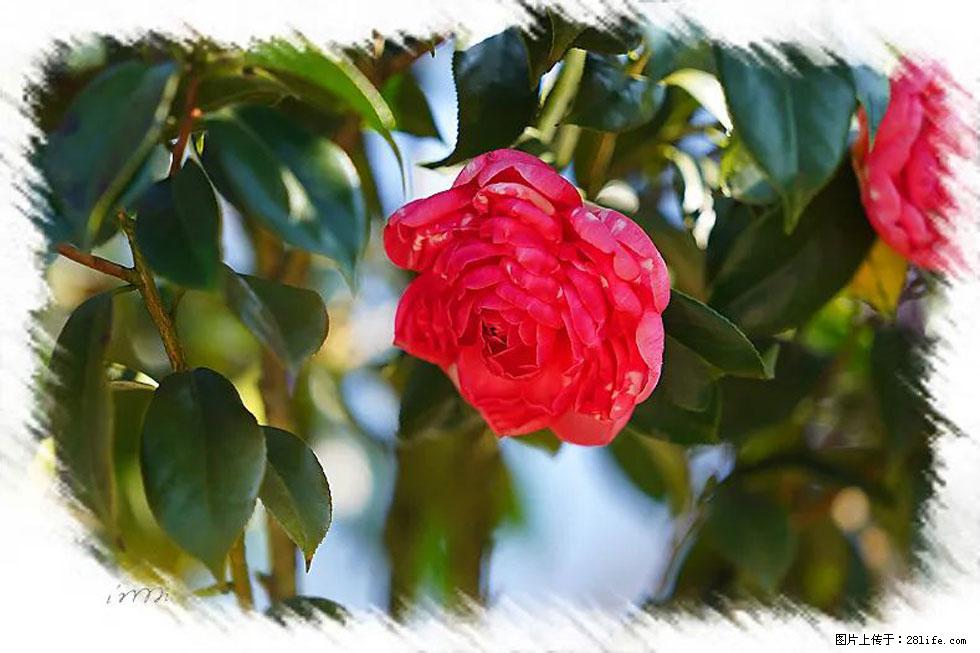 【春天，广西桂林灌阳县向您发出邀请！】杨柳井茶花惹人爱 - 游山玩水 - 金昌生活社区 - 金昌28生活网 jinchang.28life.com