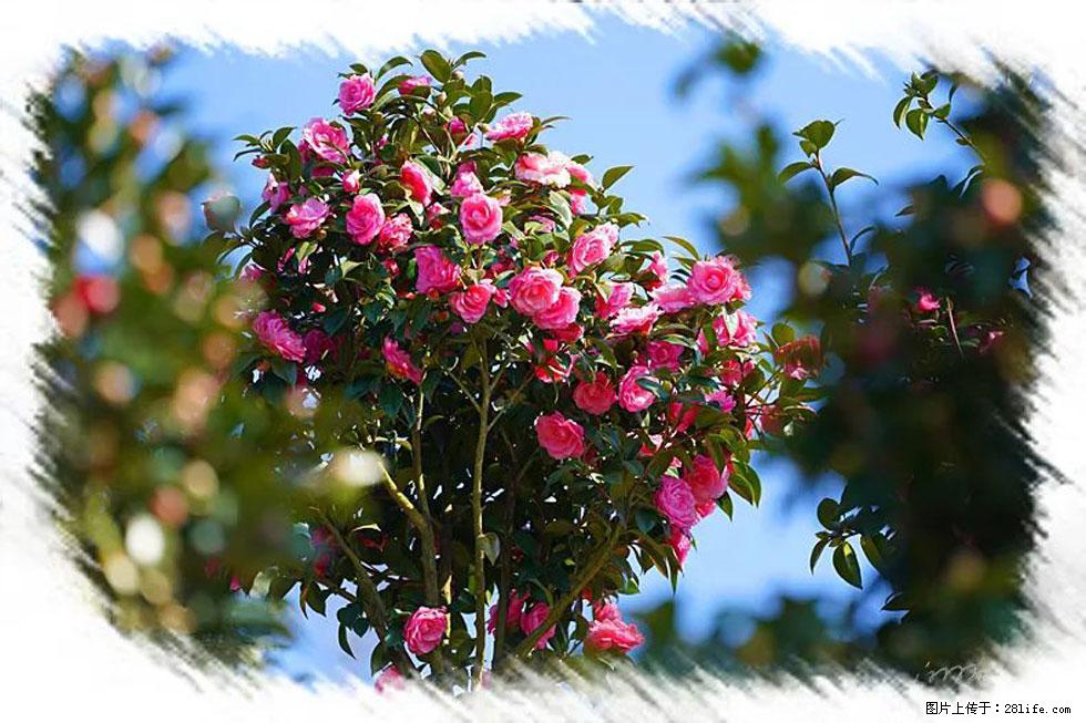 【春天，广西桂林灌阳县向您发出邀请！】杨柳井茶花惹人爱 - 游山玩水 - 金昌生活社区 - 金昌28生活网 jinchang.28life.com