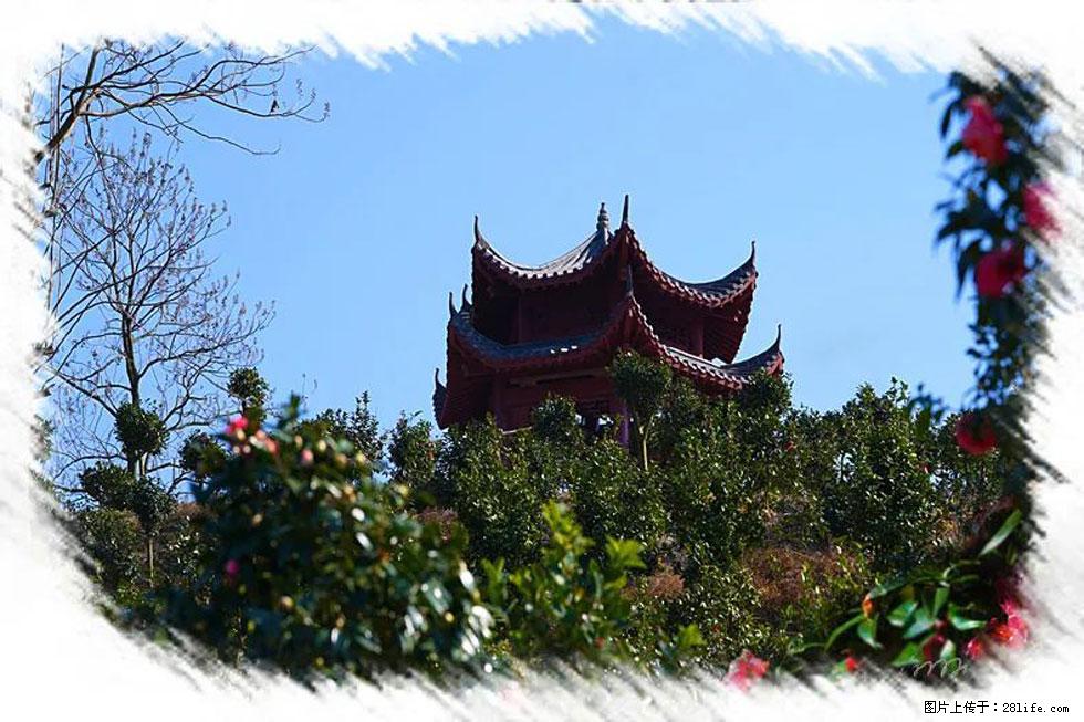 【春天，广西桂林灌阳县向您发出邀请！】杨柳井茶花惹人爱 - 游山玩水 - 金昌生活社区 - 金昌28生活网 jinchang.28life.com