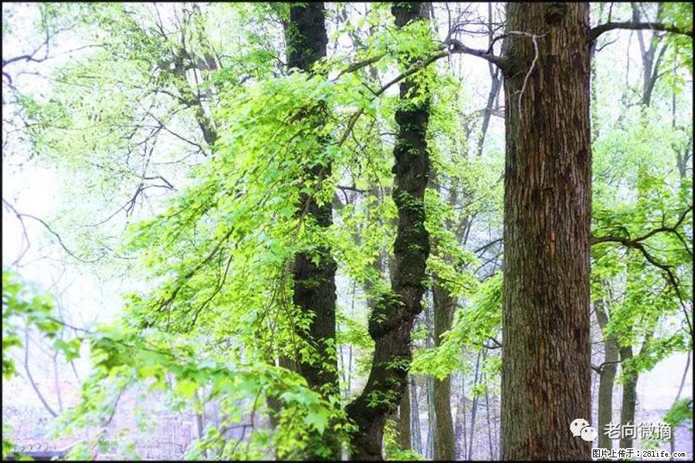 【春天，广西桂林灌阳县向您发出邀请！】在小龙村与春天约会 - 游山玩水 - 金昌生活社区 - 金昌28生活网 jinchang.28life.com