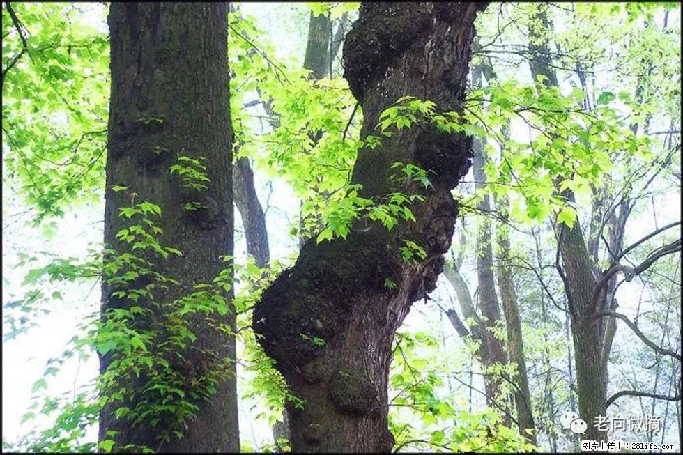 【春天，广西桂林灌阳县向您发出邀请！】在小龙村与春天约会 - 游山玩水 - 金昌生活社区 - 金昌28生活网 jinchang.28life.com