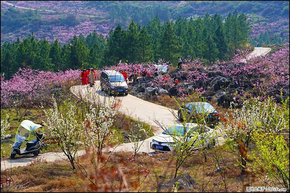 【春天，广西桂林灌阳县向您发出邀请！】望月岭上桃花开 - 游山玩水 - 金昌生活社区 - 金昌28生活网 jinchang.28life.com