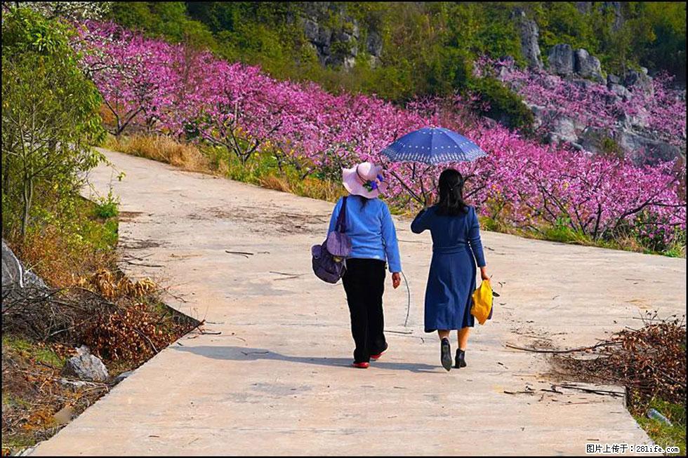 【春天，广西桂林灌阳县向您发出邀请！】望月岭上桃花开 - 游山玩水 - 金昌生活社区 - 金昌28生活网 jinchang.28life.com