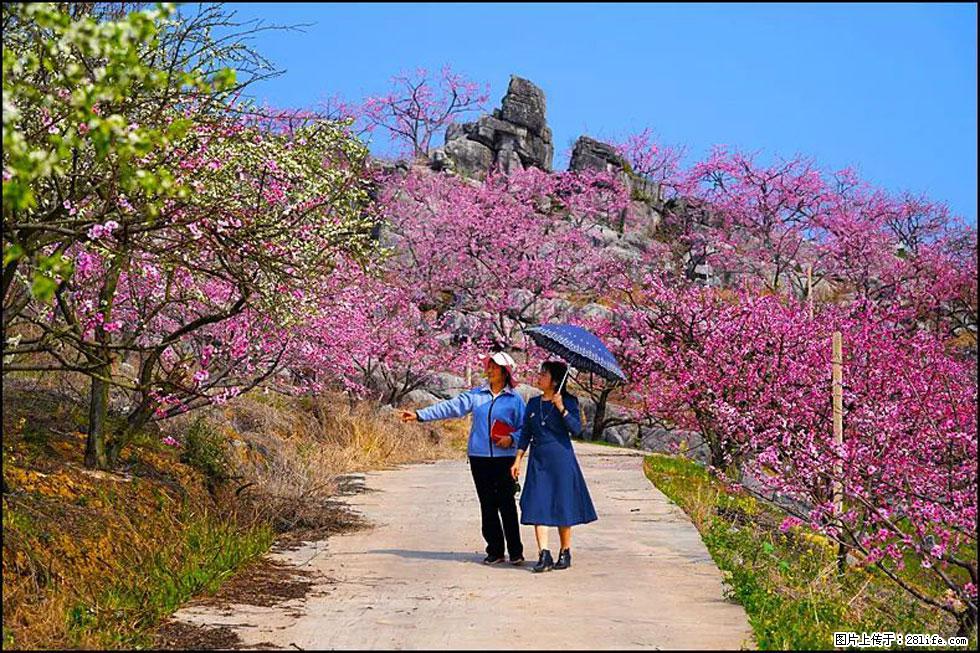 【春天，广西桂林灌阳县向您发出邀请！】望月岭上桃花开 - 游山玩水 - 金昌生活社区 - 金昌28生活网 jinchang.28life.com