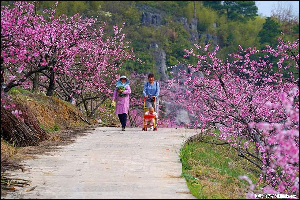 【春天，广西桂林灌阳县向您发出邀请！】望月岭上桃花开 - 游山玩水 - 金昌生活社区 - 金昌28生活网 jinchang.28life.com