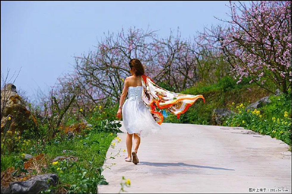 【春天，广西桂林灌阳县向您发出邀请！】望月岭上桃花开 - 游山玩水 - 金昌生活社区 - 金昌28生活网 jinchang.28life.com