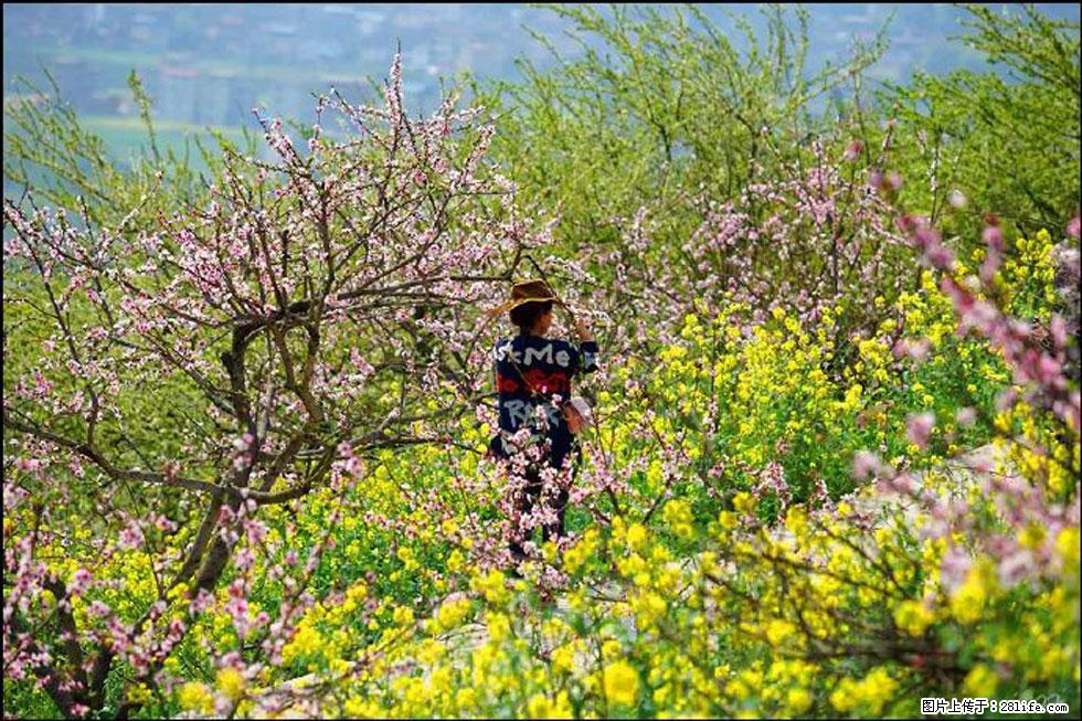【春天，广西桂林灌阳县向您发出邀请！】望月岭上桃花开 - 游山玩水 - 金昌生活社区 - 金昌28生活网 jinchang.28life.com