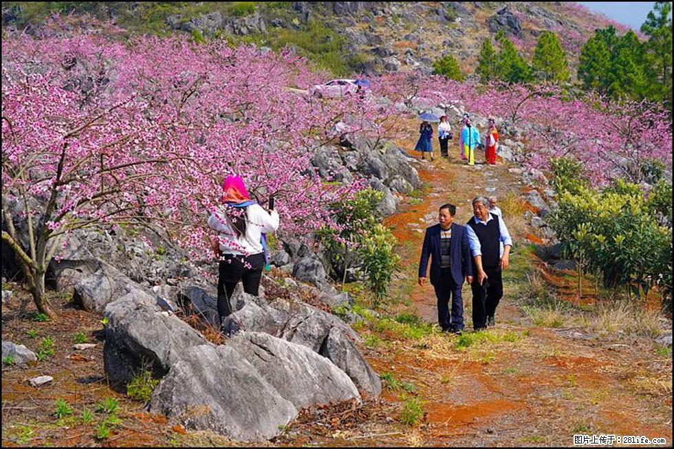 【春天，广西桂林灌阳县向您发出邀请！】望月岭上桃花开 - 游山玩水 - 金昌生活社区 - 金昌28生活网 jinchang.28life.com
