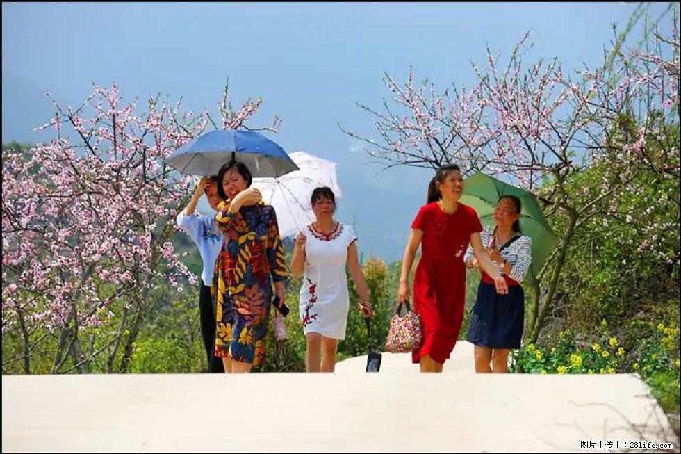 【春天，广西桂林灌阳县向您发出邀请！】望月岭上桃花开 - 游山玩水 - 金昌生活社区 - 金昌28生活网 jinchang.28life.com