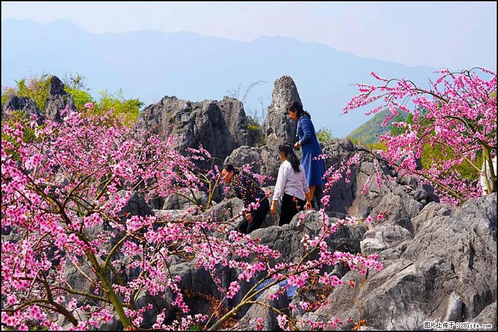 【春天，广西桂林灌阳县向您发出邀请！】望月岭上桃花开 - 游山玩水 - 金昌生活社区 - 金昌28生活网 jinchang.28life.com