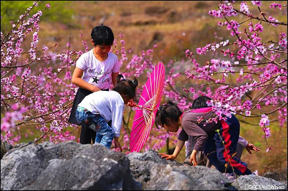 【春天，广西桂林灌阳县向您发出邀请！】望月岭上桃花开 - 游山玩水 - 金昌生活社区 - 金昌28生活网 jinchang.28life.com