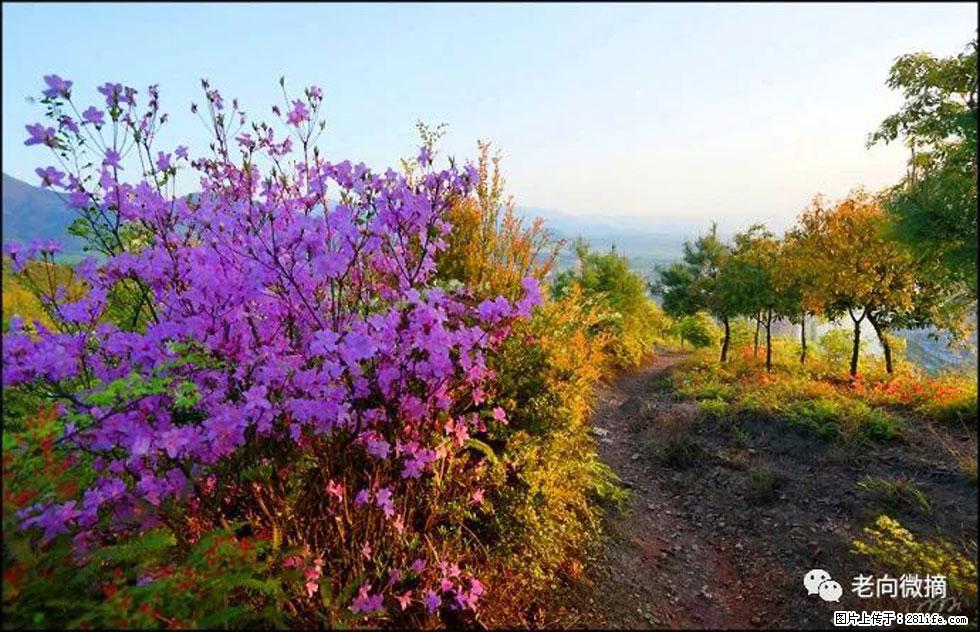 【春天，广西桂林灌阳县向您发出邀请！】登麒麟山，相约映山红 - 游山玩水 - 金昌生活社区 - 金昌28生活网 jinchang.28life.com