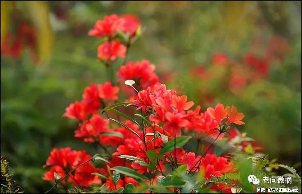 【春天，广西桂林灌阳县向您发出邀请！】登麒麟山，相约映山红 - 游山玩水 - 金昌生活社区 - 金昌28生活网 jinchang.28life.com
