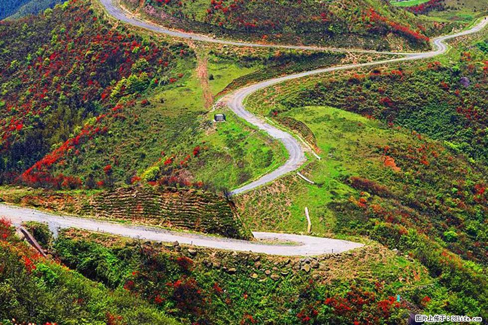 【春天，广西桂林灌阳县向您发出邀请！】春木界上映山红 - 游山玩水 - 金昌生活社区 - 金昌28生活网 jinchang.28life.com