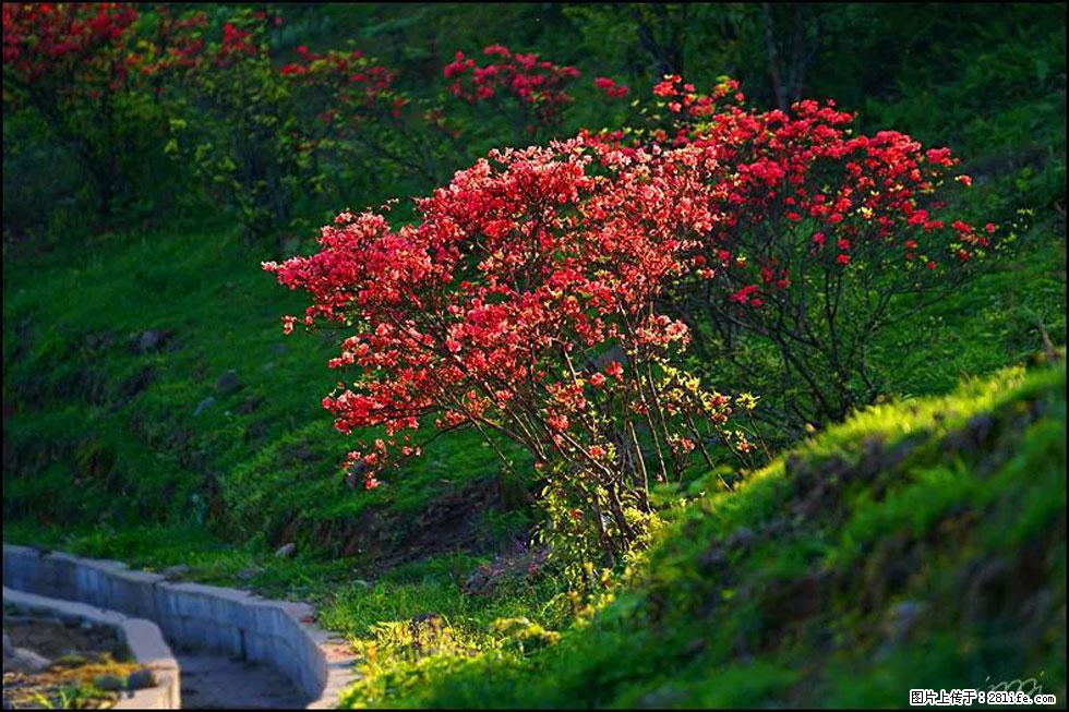 【春天，广西桂林灌阳县向您发出邀请！】春木界上映山红 - 游山玩水 - 金昌生活社区 - 金昌28生活网 jinchang.28life.com