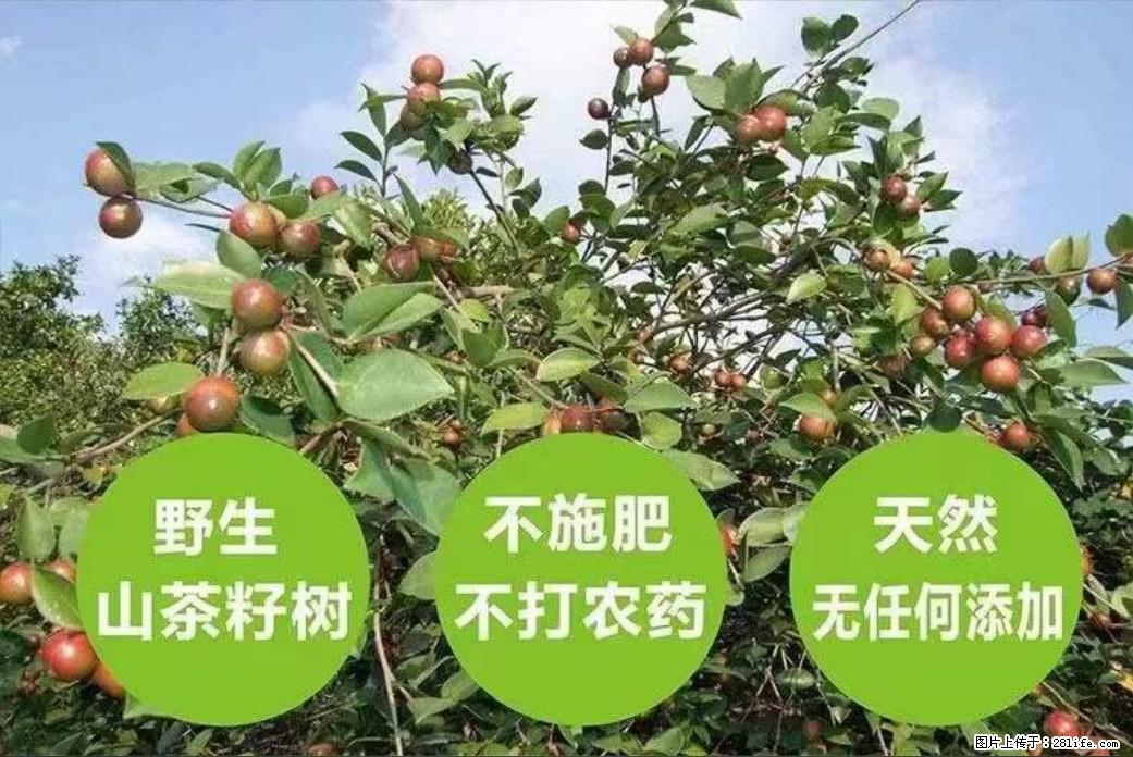 【灌阳县油茶产业示范区】一个有着充实的精神生活的人,对待身外之物自会有一种淡泊的态度 - 美食天地 - 金昌生活社区 - 金昌28生活网 jinchang.28life.com