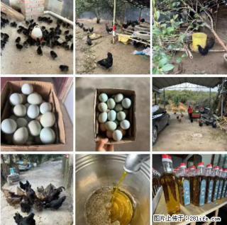 油茶园从小鸡仔开始养起的纯土鸡、土鸡蛋可以预定啦！还有前几天刚榨的纯山茶油哦 - 金昌28生活网 jinchang.28life.com