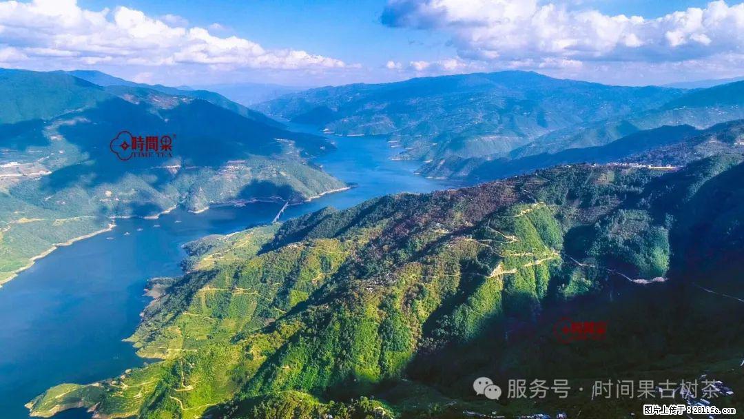 时间果百年古树龙珠普洱生茶 - 购物交流 - 金昌生活社区 - 金昌28生活网 jinchang.28life.com