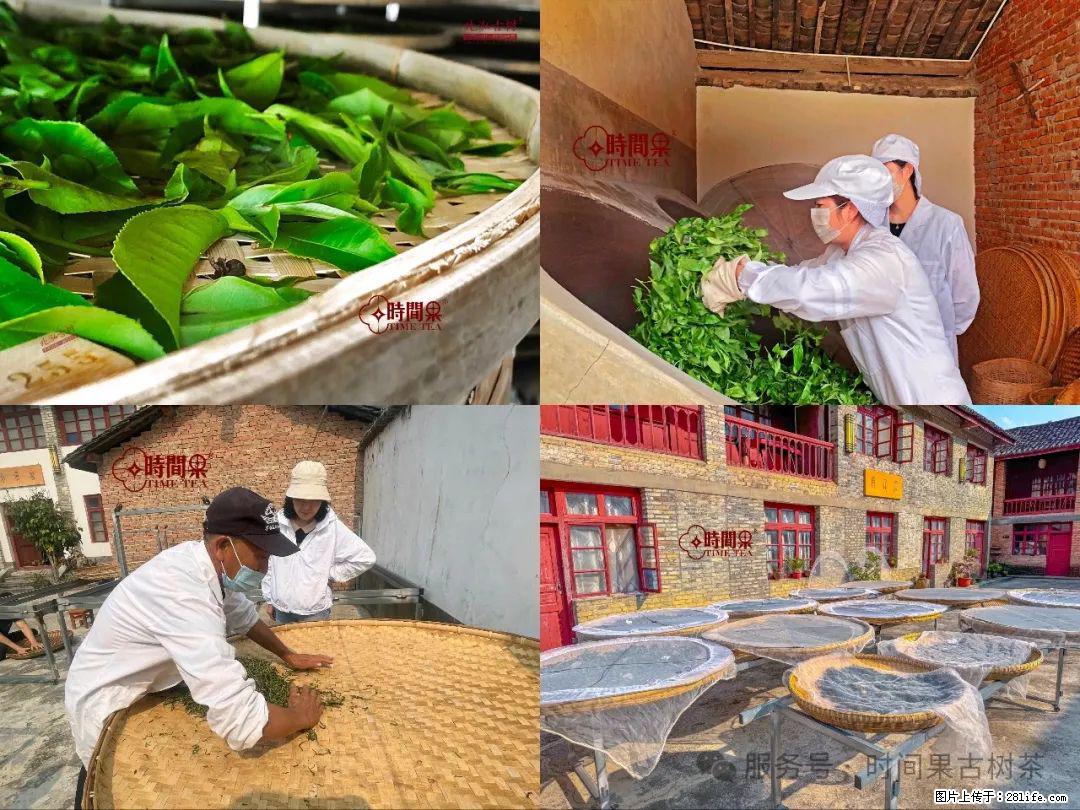 时间果百年古树龙珠普洱生茶 - 购物交流 - 金昌生活社区 - 金昌28生活网 jinchang.28life.com
