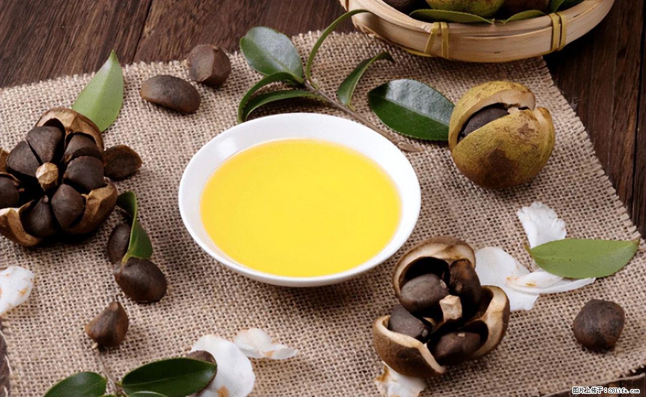 揭秘茶油的5大核心营养成分！被称为人体健康的“守护盾”！ - 金昌生活资讯 - 金昌28生活网 jinchang.28life.com