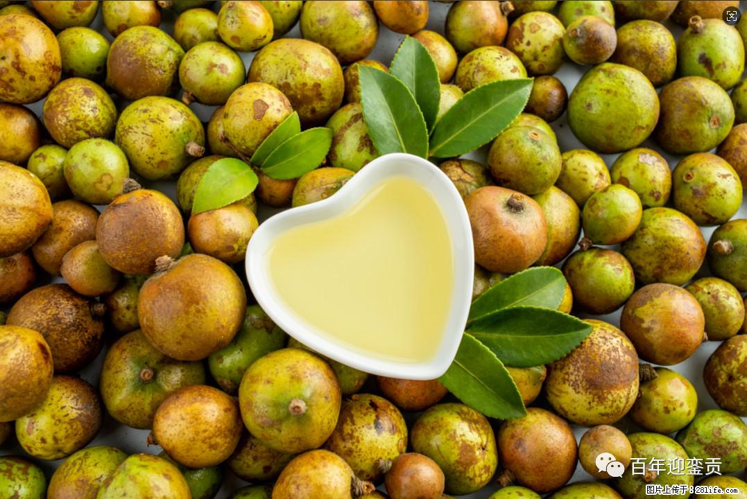 世界没有真相，只有认知，最好的食用油是中国的山茶油！ - 金昌生活资讯 - 金昌28生活网 jinchang.28life.com