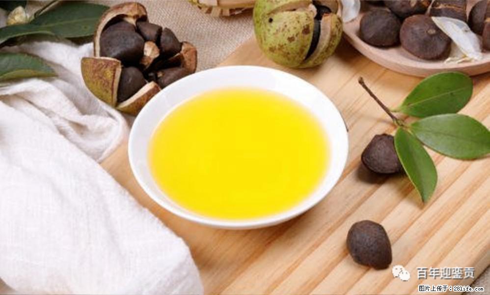 世界没有真相，只有认知，最好的食用油是中国的山茶油！ - 金昌生活资讯 - 金昌28生活网 jinchang.28life.com